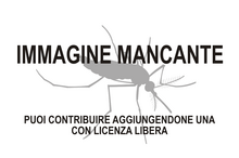 Immagine di Forme di vita/Archivio/2015/1 mancante