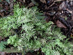 Eurhynchium praelongum (en)[Note 13], l'Eurhynchie allongée, plante vivace à tige rampante, humo-terricole[49].