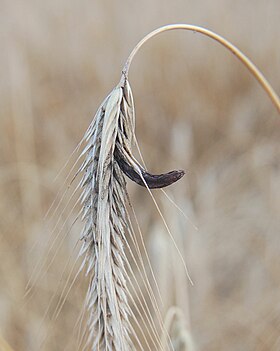 Claviceps purpurea