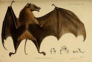 Illustration of a bat with dark brown wings, blond fur, and a dark brown nape