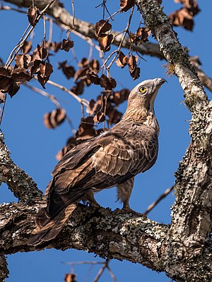 Crested honey buzzard