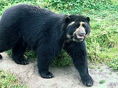 Spectacled bear