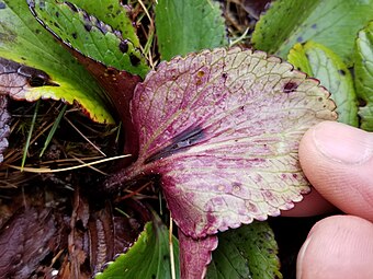 Underside of a leaf