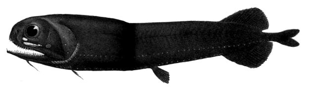 Pachystomias microdon.