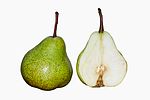 西洋梨 European pear