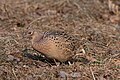 Female common pheasant