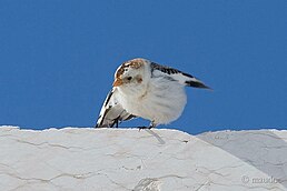 Пуночка (Plectrophenax nivalis)