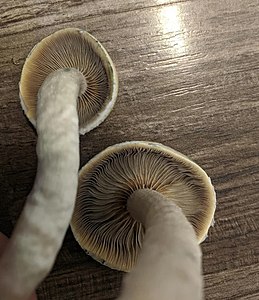 Gills