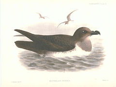 Pétrel de Schlegel, endémique des îles Tristan et Gough.