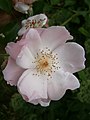 Rosa 'Lieve Louise' close-up