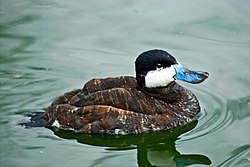 Ruddy duck