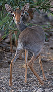 Dik-dik de Salt dans la région afar (Éthiopie) en novembre 2015.