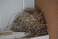 Say's Phoebe nest, Española