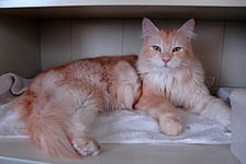 Cameo (red silver) shaded Maine Coon.