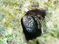 Spotted moray (Gymnothorax moringa) in Playa Buyé. The beach area offers opportunities to see marine wildlife.