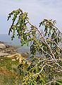 Straggling growth habit of Thymelaea hirsuta growing on sea cliff, Calvi, Corsica.