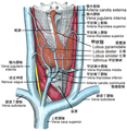 甲狀腺和它的相關器官圖.