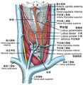 甲状腺和它的相关器官图.