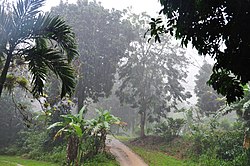 Toro Negro in Ciales