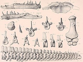 найденные останки tricleidus seeleyi