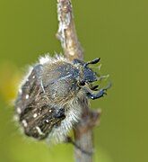 Cétoine hérissée (Tropinota hirta)