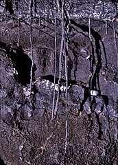 Stalactites de lave tubulaires (Hawaï).