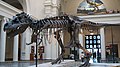 title=Sue, the most complete Tyrannosaurus skeleton ever found
