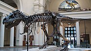 Sue, the most complete T. rex skeleton found