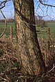 Plot bark, Laxton, Northamptonshire