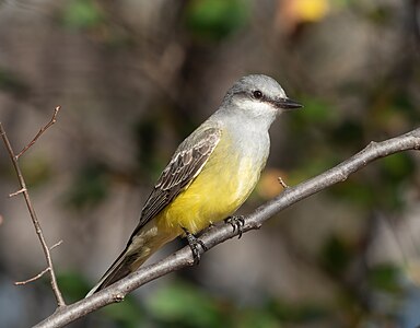 Western kingbird, by Rhododendrites