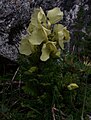 Pedicularis scullyana