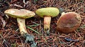 Boletus ferrugineus