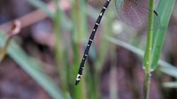 Male tail