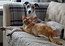 A dog and a cat sit on a sofa