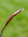 Cicatrices foliaires et cicatrices stipulaires (hêtre)