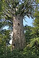 Image 47Tāne Mahuta, the biggest kauri (Agathis australis) tree alive, in the Waipoua Forest of the Northland Region of New Zealand. (from Conifer)