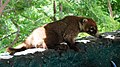 Tejón o Coatí (Nasua narica) animal típico de la región. Presente en el Parque Nacional Grutas de Cacahuamilpa