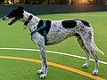 Retired greyhounds make excellent companion animals