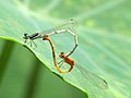 Mating pair