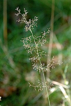 Description de l'image Agrostis.canina.jpg.