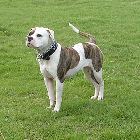 Bouledogue américain