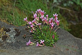 Androsace laevigata