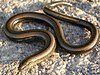 A lizard, Anguis fragilis