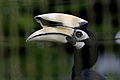 Oriental pied hornbill