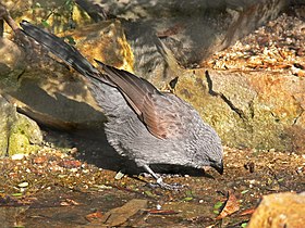 Struthidea cinerea