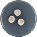 Aspergillus protuberus growing on CYA plate