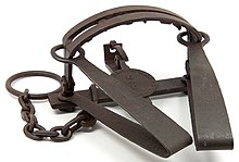 A Double spring steel bear trap made in mid-nineteenth century