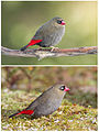 Image 4 Beautiful Firetail Photo: JJ Harrison A Beautiful Firetail (Stagonopleura bella) male (top) and female. In this common Australian species of estrildid finch, nest-building and raising children is done collaboratively. More selected pictures