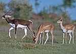 Blackbuck male female