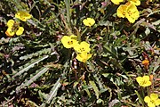 The plant with numerous inflorescences and flowers